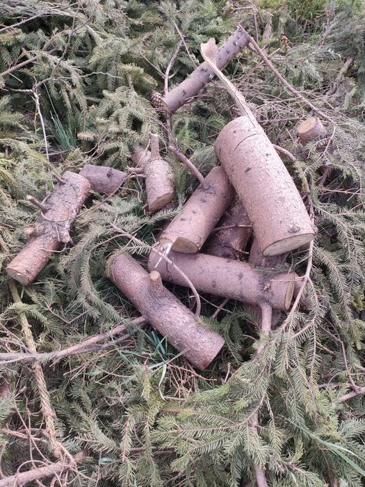 Oddam za darmo gałęzie drewno na opał