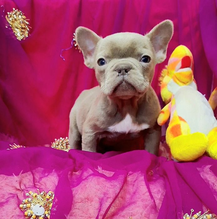 Eлiтнi французи.хлопчик та дiвчинка