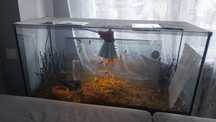 Hodowla szarańcza, akwarium, terrarium, stolik
