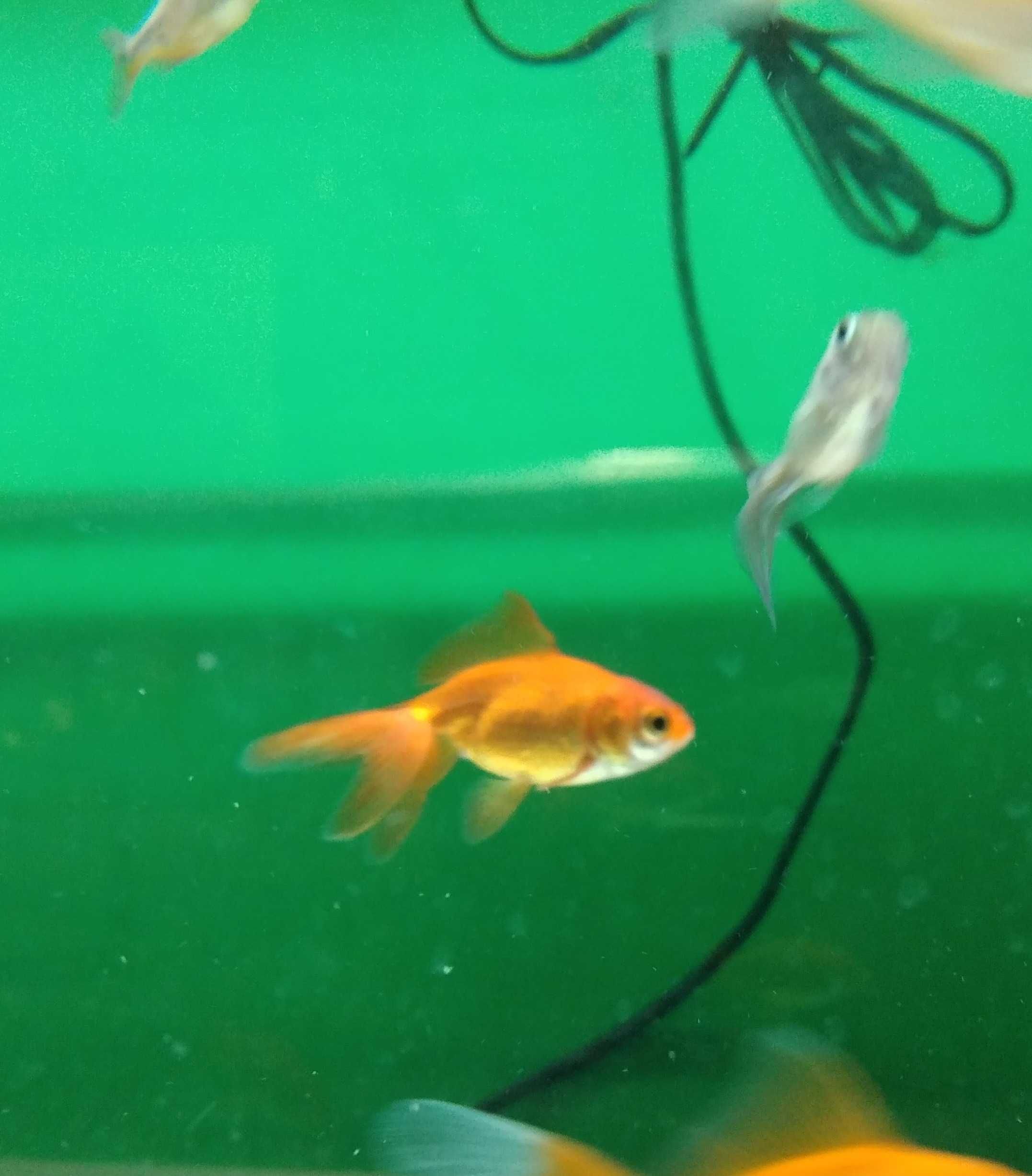 Welonka w Pawik.pl Sklep Zoologiczny w Strzyżówie
