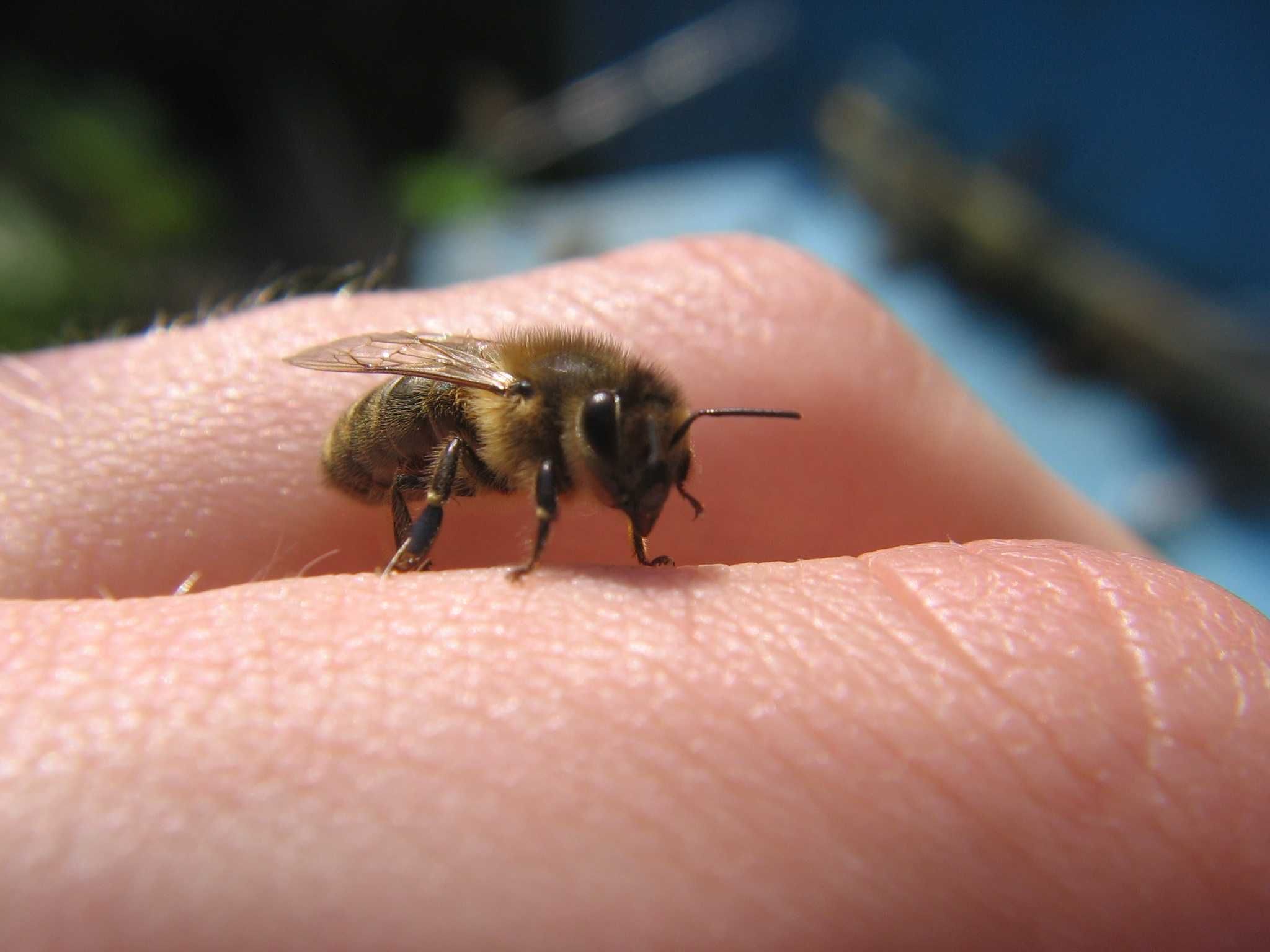 Miód od pszczelarza