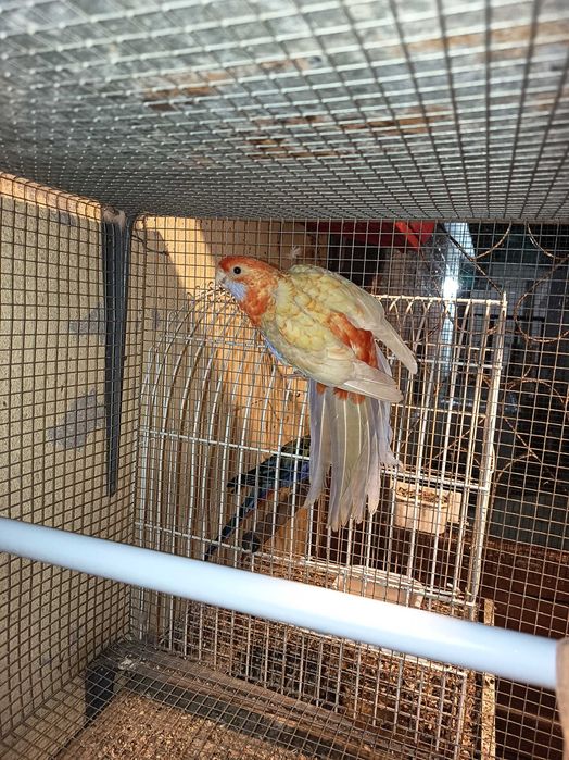 Vendo Rosela penante