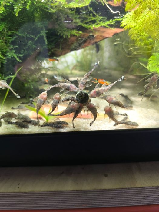 Ancistrus gold nugget