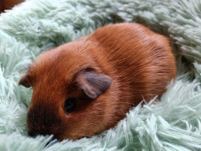 Swinka morska Kawia domowa US TEDDY CALIFORNIA - samiczka - transport