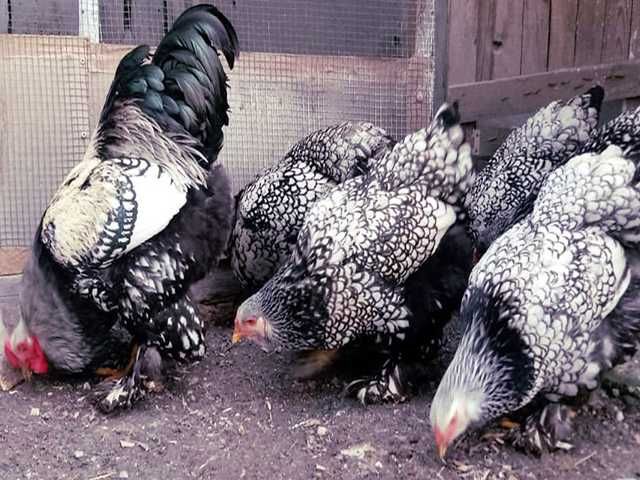 Яйце на інкубацію. Курчат. Кохінхін - срібло, куріпчаста, смугаста.