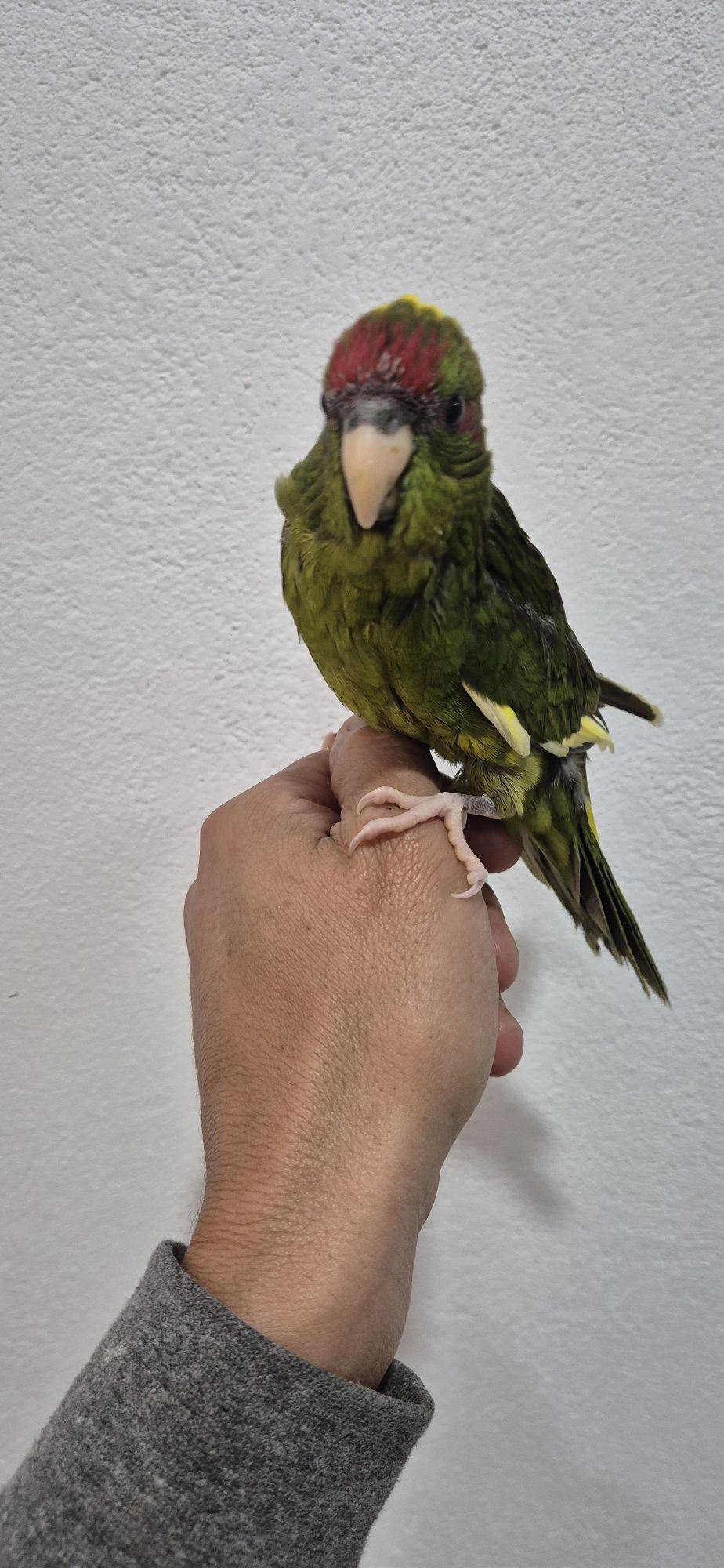 Kakariki macho criado a mão