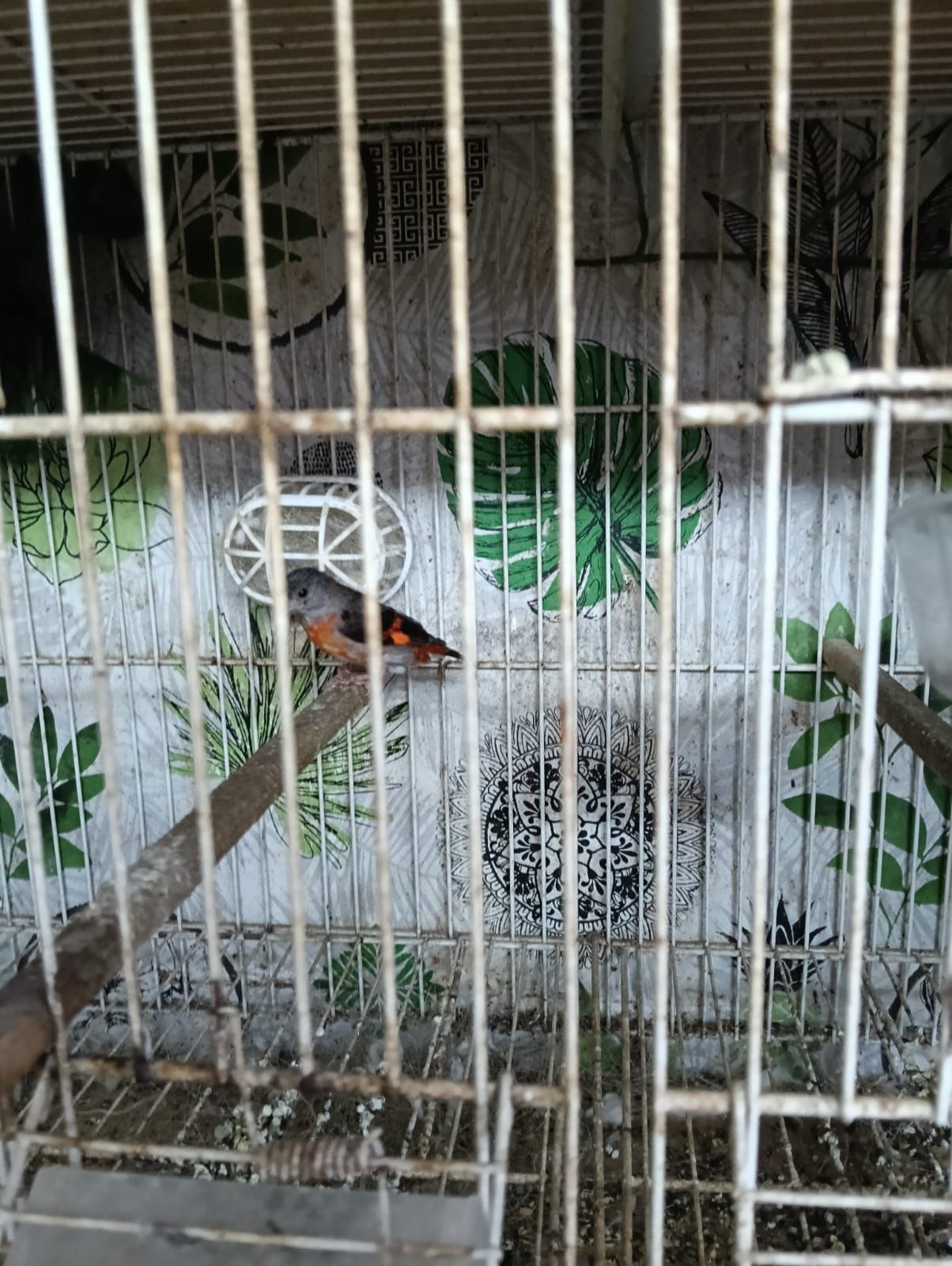 Cardinalitos, carpudacos mexicanos