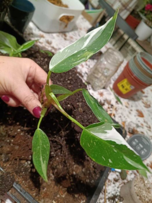 philodendron white princess nr3