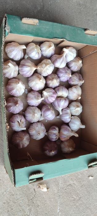 Czosnek polski harnaś