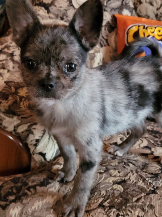 POMERDOG pomerdog