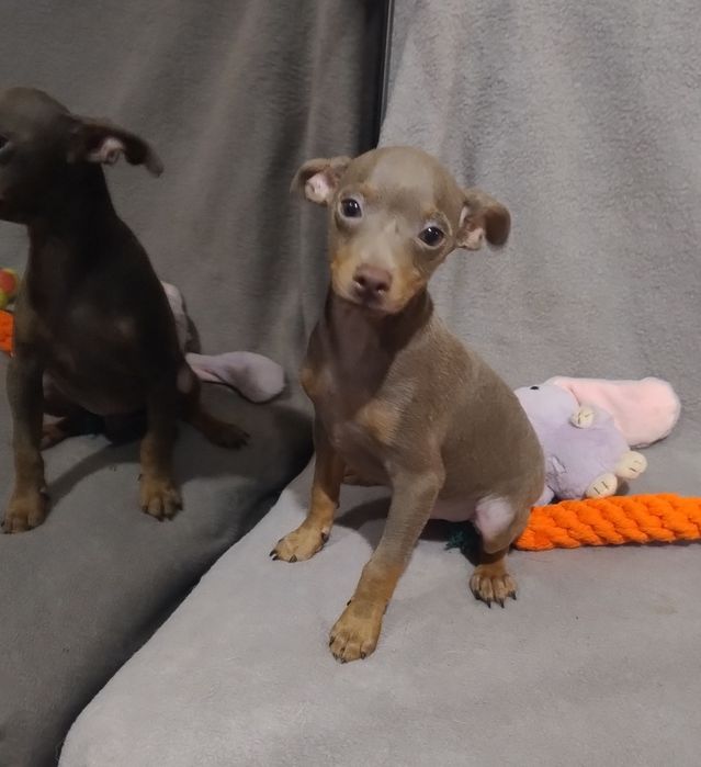 Хлопчик ліловий той тер'єр