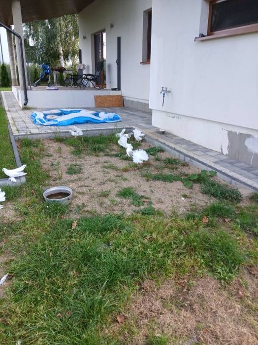 Gołębie pawie kaczuny