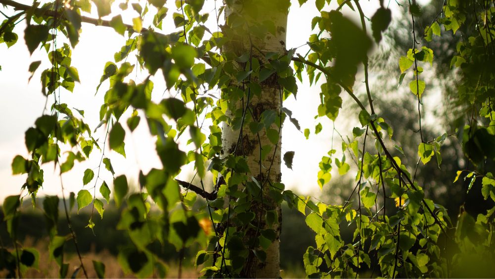 Фотоапарат Sony a58 Body + 2 обʼєктива