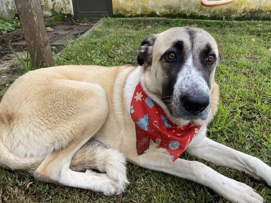 Da-se Rafeiro alentejano