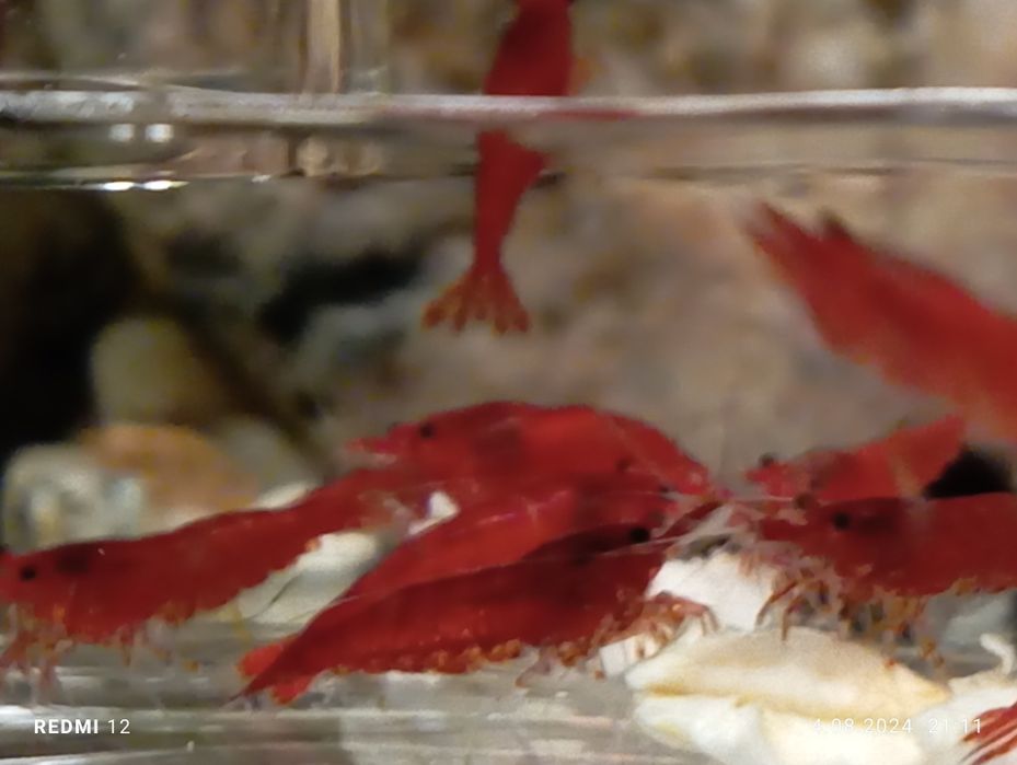 Krewetki neocaridina Bloody Mary