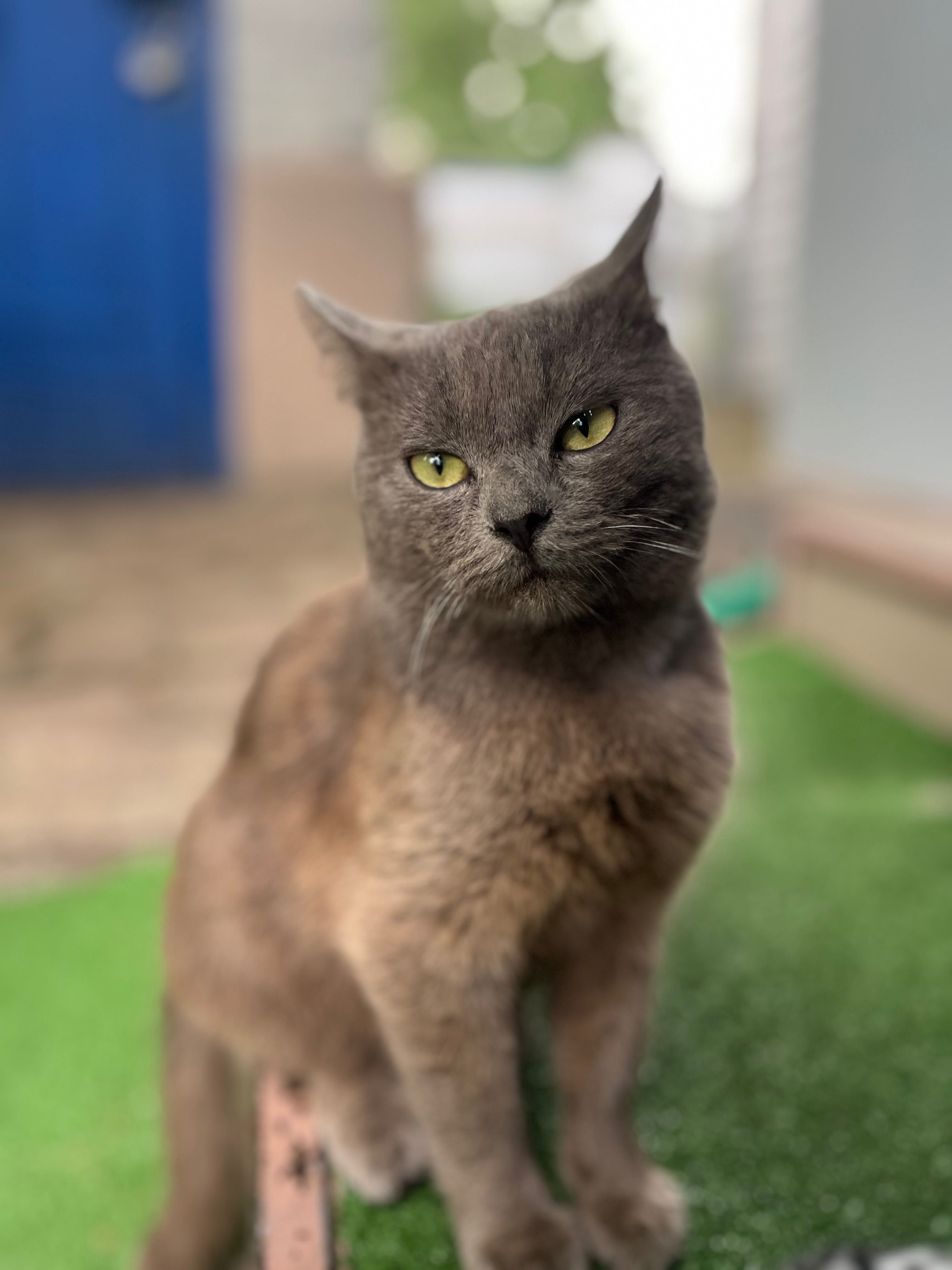 Котик в добрі руки