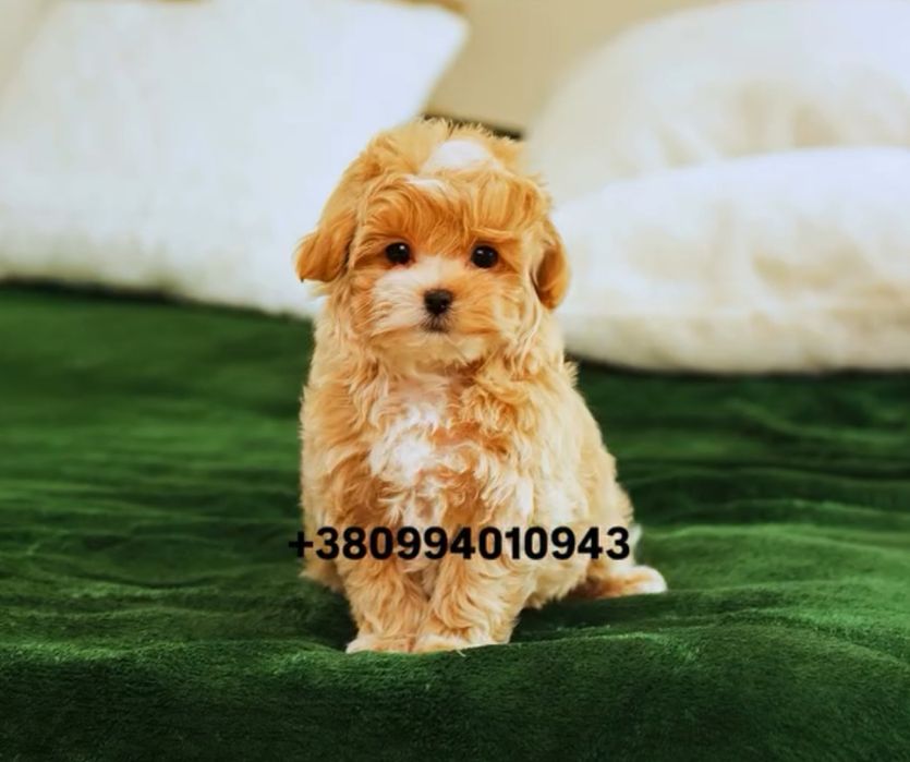 SUPER VIP цуценя хлопчик красунчик мальтіпу ф1. Мальтіпу. Мальтипу.