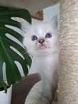 Ragdoll blue mitted lynx chłopak spryciarz pięknie ubarwiony FPL