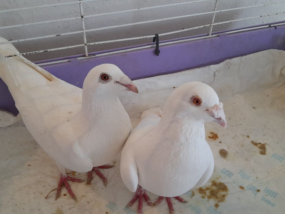 Gołębie białe pocztowe