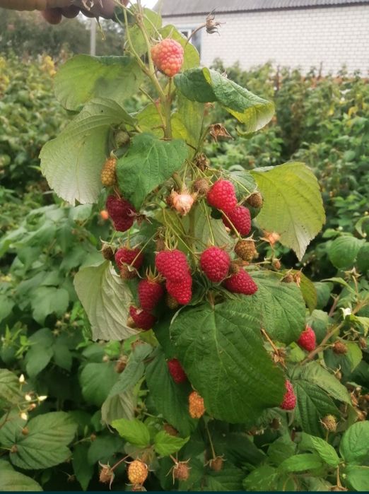 Саджанці ремонтантних сортів  малини