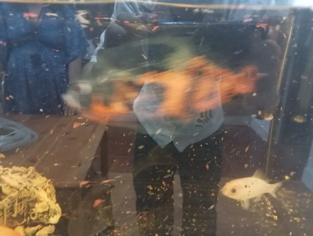 Aquário e peixes e bomba de água e termômetro