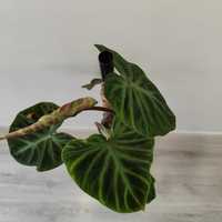 Philodendron verrucosum // planta interior