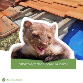 Naprawa dachu po kunie - Zwalczanie kun - montaż pastucha elektr...