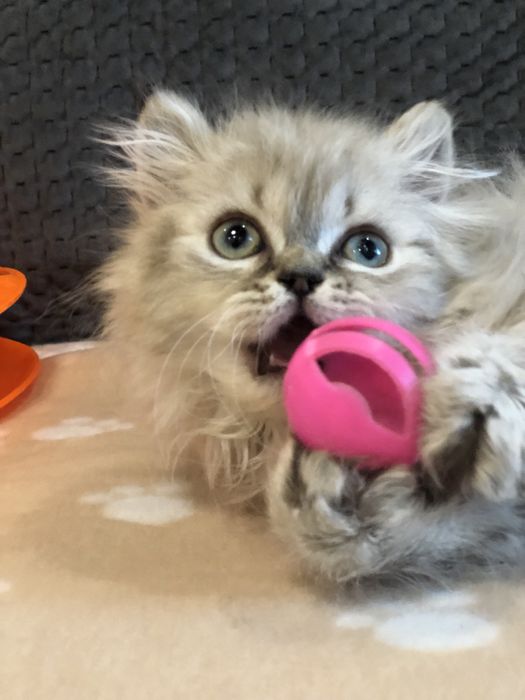 Мальчик пушистый