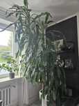 Dracena 3m do wysokiego pomieszczenia