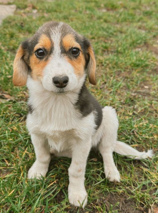 Щенята шукають новий дім!