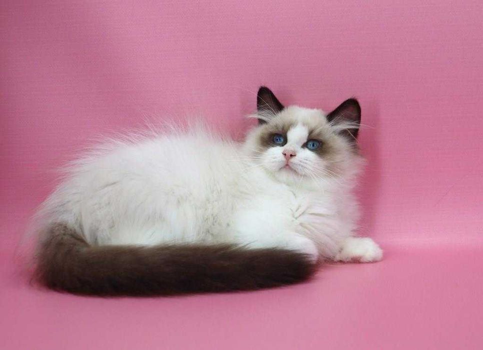 Красавчик с прививками и хорошими манерами-Ragdoll//Регдолл.