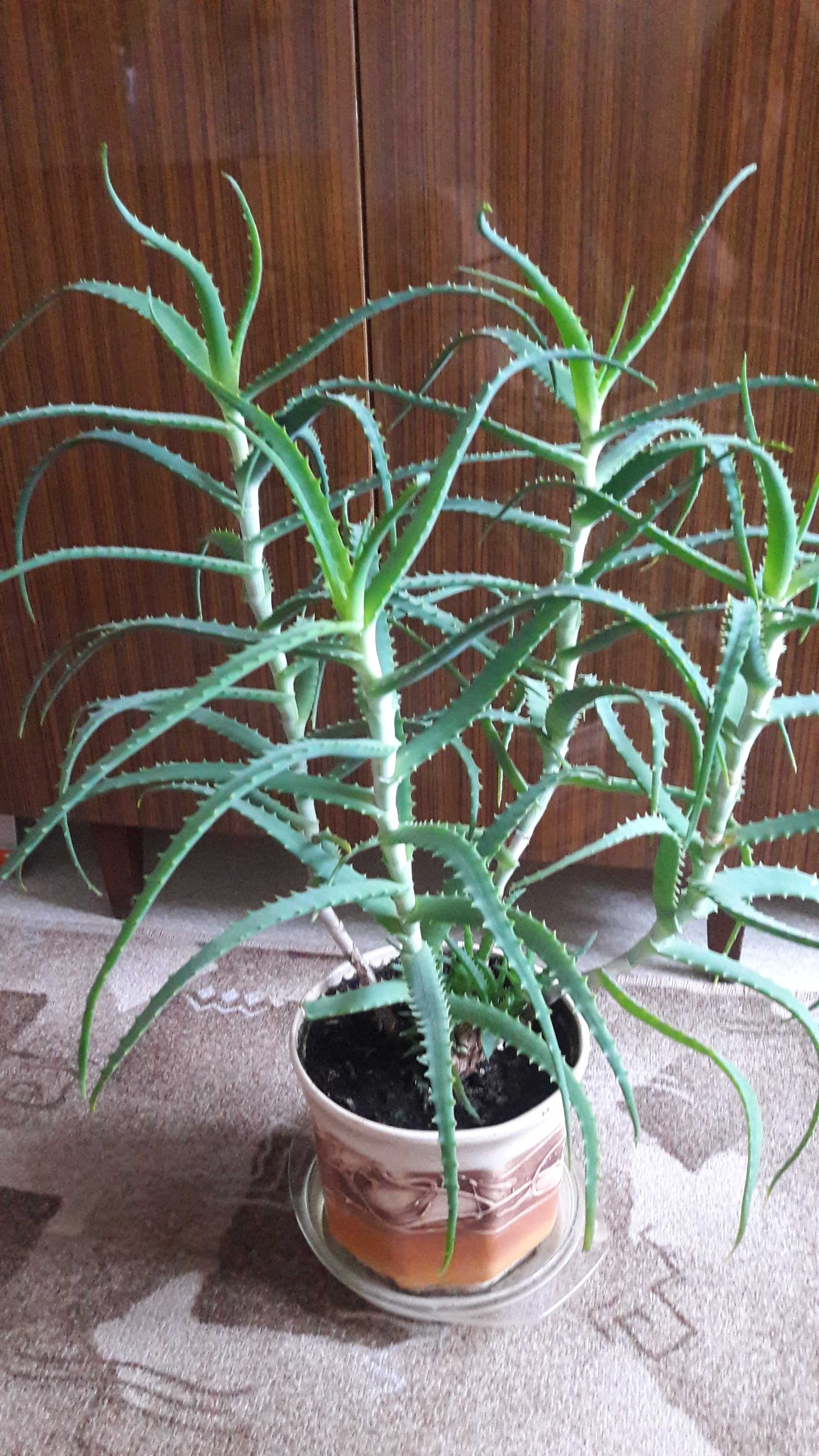 Kwiat doniczkowy – aloes drzewiasty