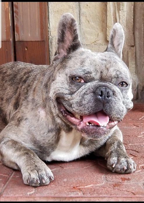 Вязка ,продажа парень французский бульдог мрамор
