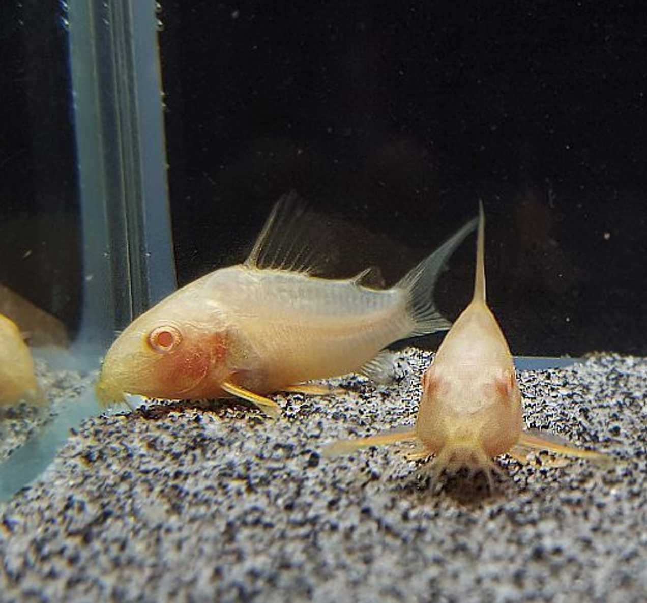 Kirysek Sterby odmiana ALBINOTYCZNA - Corydoras sterbai - Kirys