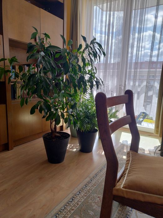 Duży Fikus Tępy Moclame