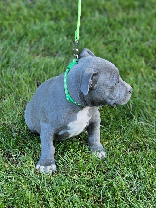 Piękny piesek amstaff