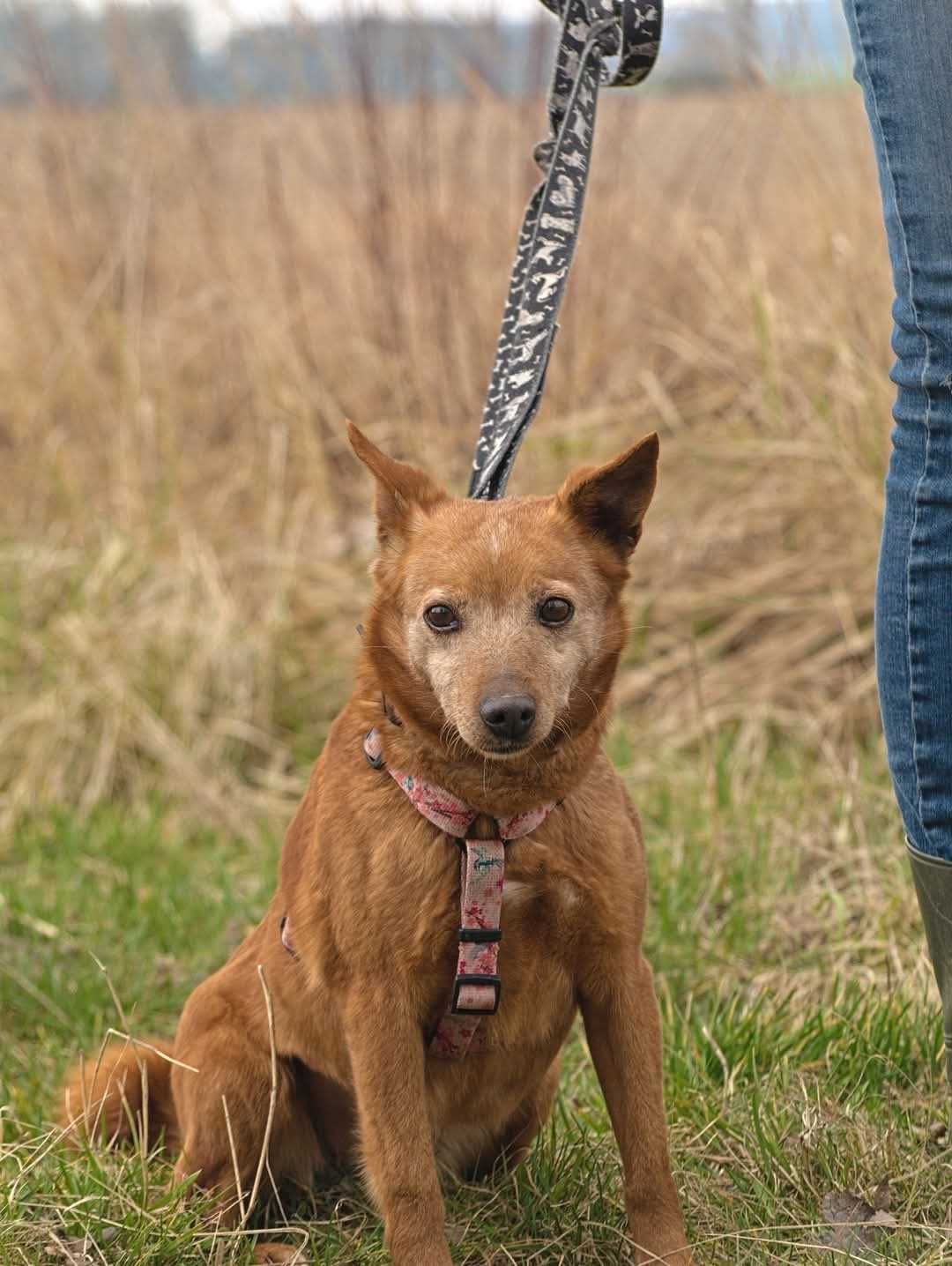 Lilia - ruda kruszynka szuka domu ADOPCJA