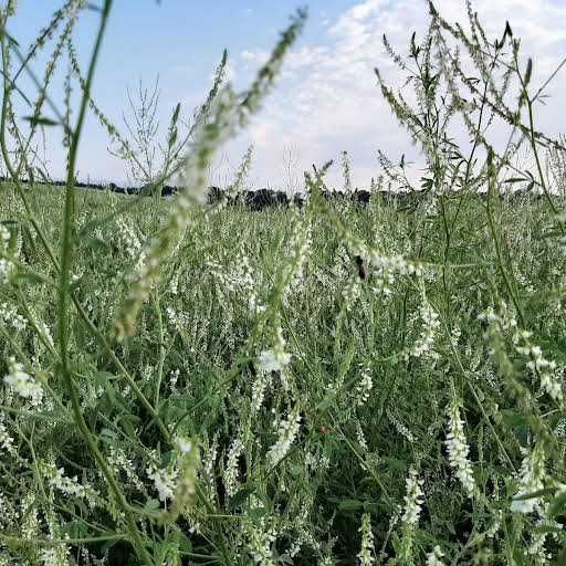 Nostrzyk Biały Dwuletni Miododajny do Ekoschematów BioFarmaKolin