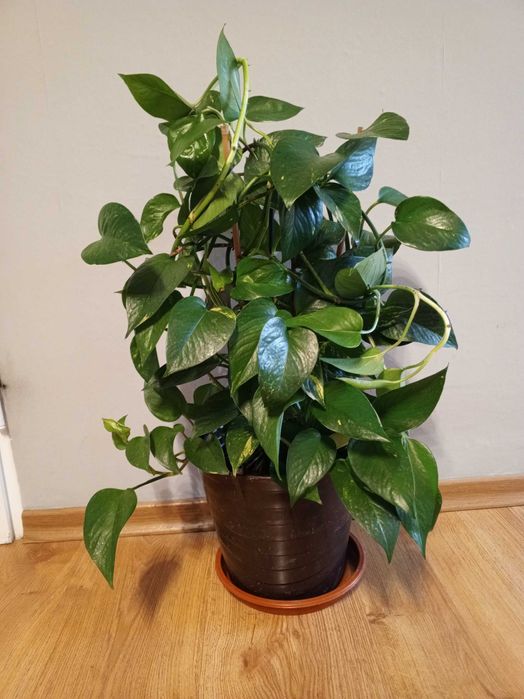 Epipremnum - bluszcz