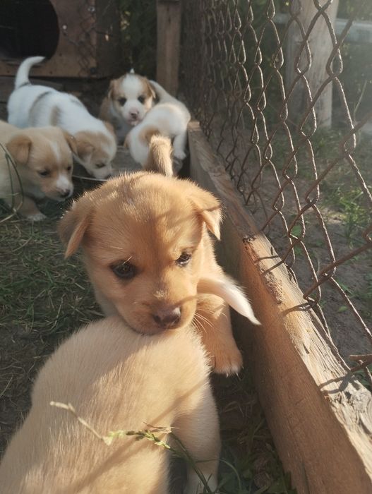 Oddam dwie miesięcznie  suczki w dobre ręce!