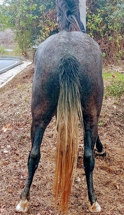 Poldra cruzada  português