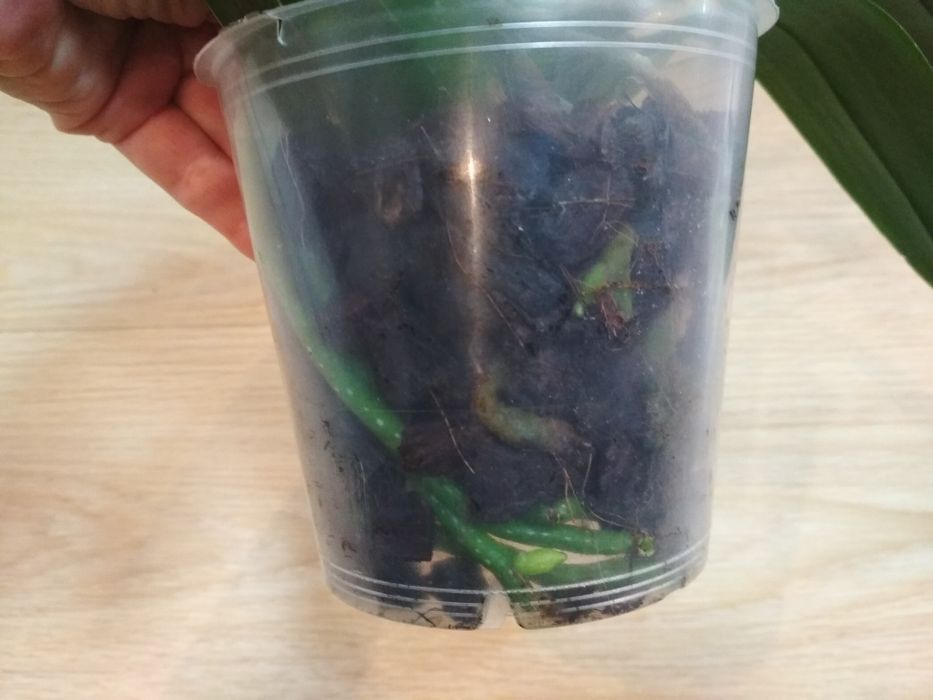 Орхидея фаленопсис, пелор оранжевая