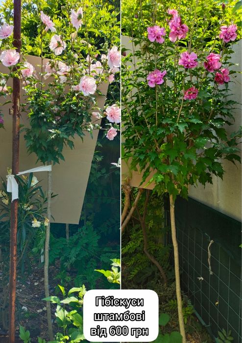 Виолет Клер Дабл - махровый древовидный гибискус