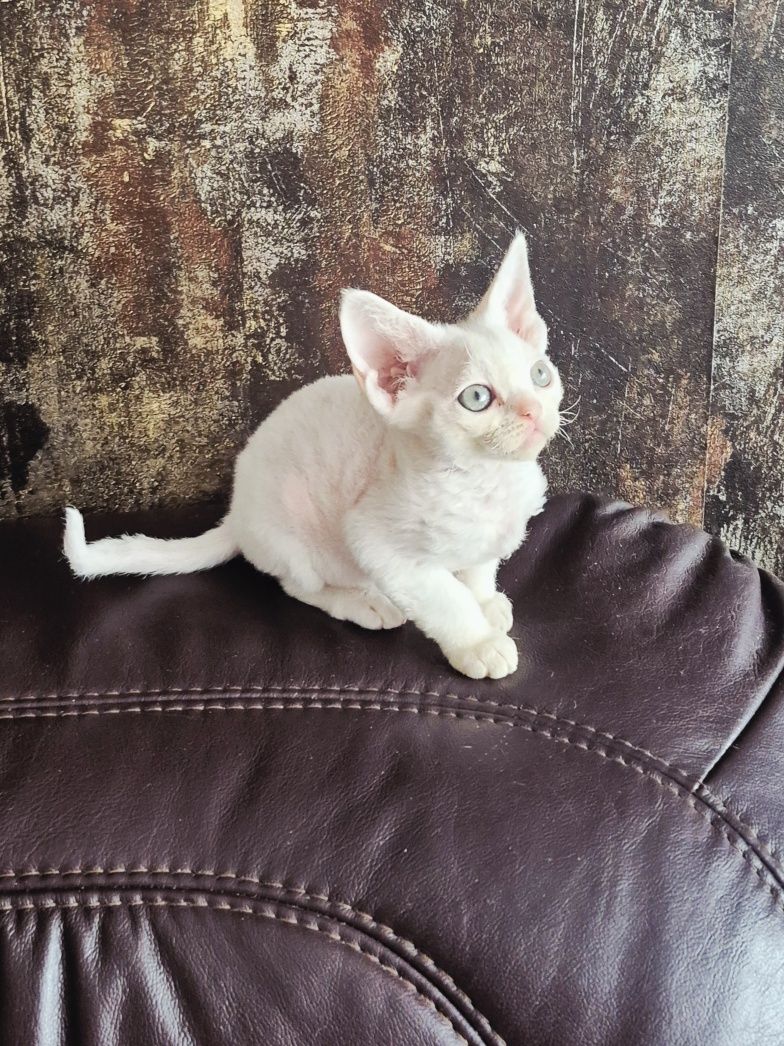Koteczka Devon Rex