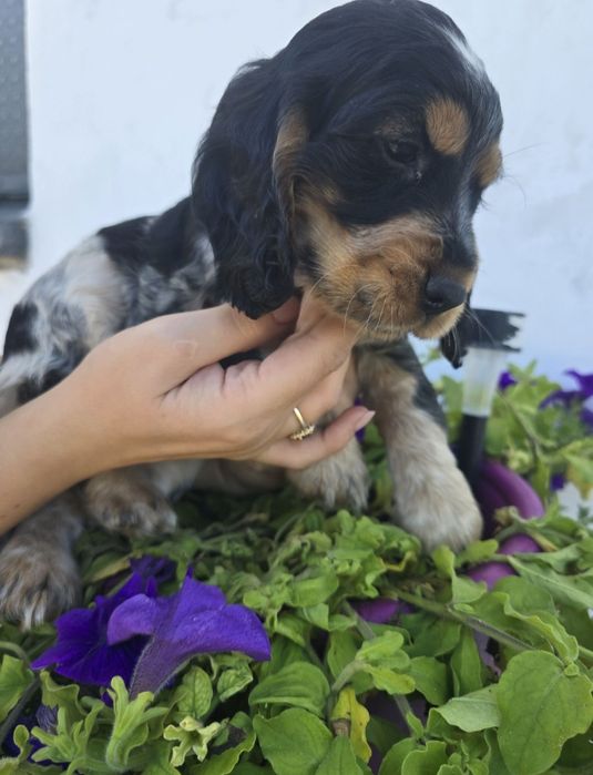Sprzedam suczke Cocker spaniel