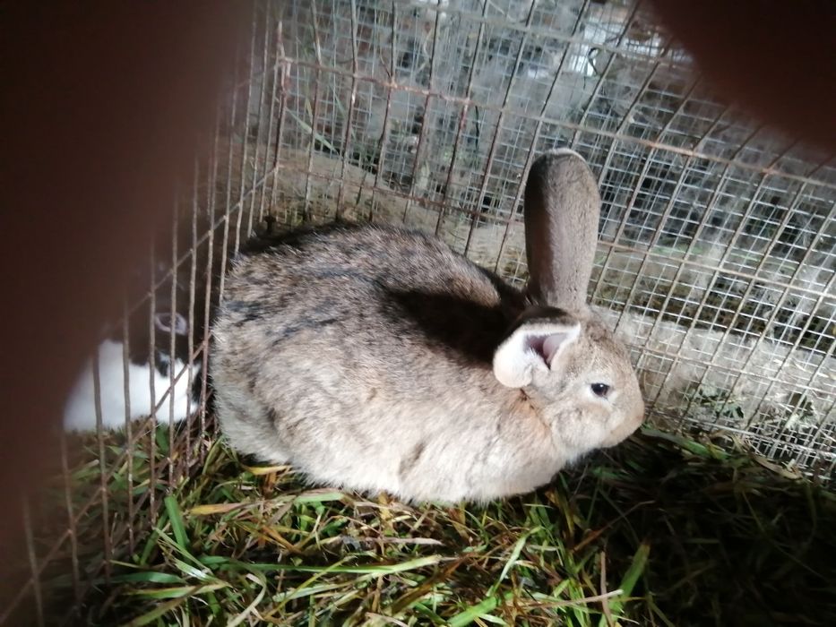 sprzedam króliki.       mode