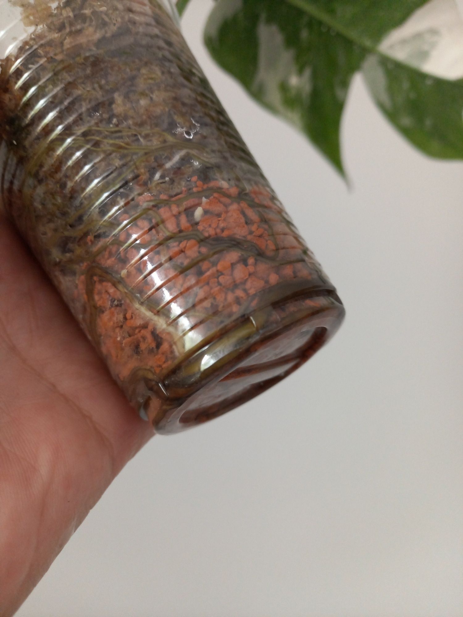 Epipremnum Pinnatum Variegata
