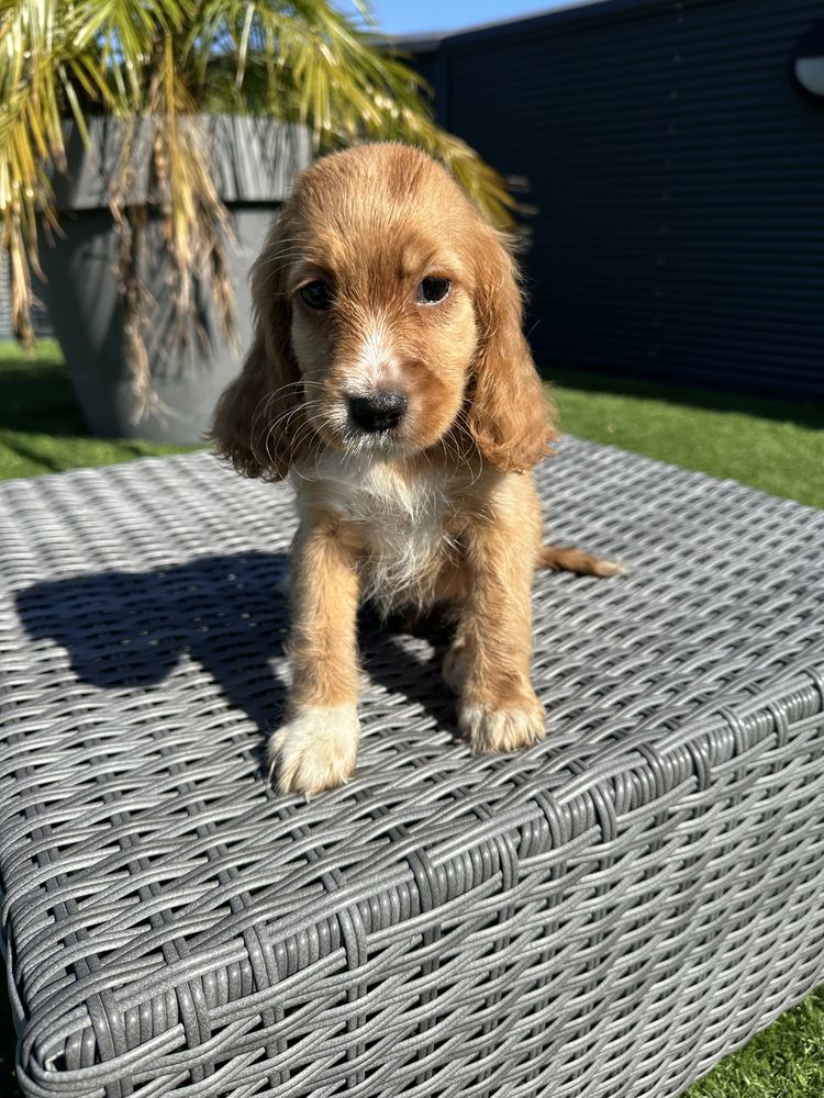 Cocker menina  linda