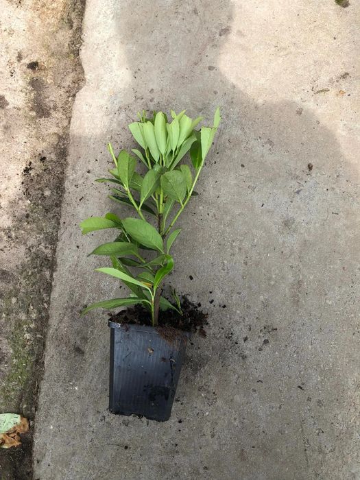 Laurowisnia Novita Caucasica 30-40cm Doniczka