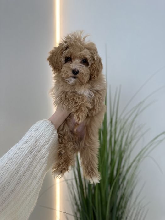 Vip teddy micro Мальтипу